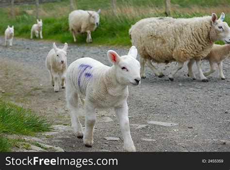 95+ Lamb house Free Stock Photos - StockFreeImages