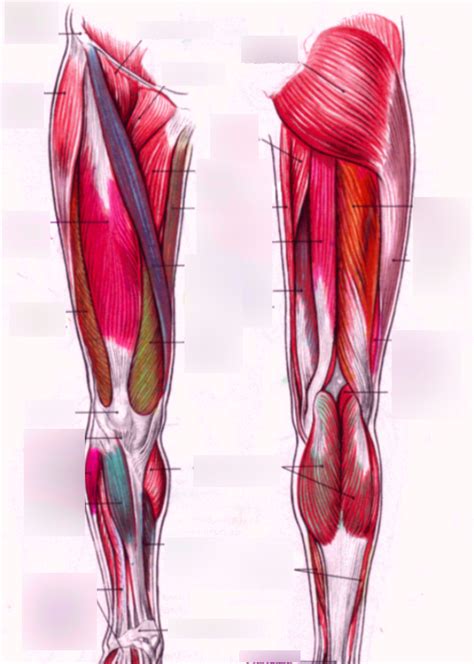 movement of the knee muscles diagram Diagram | Quizlet