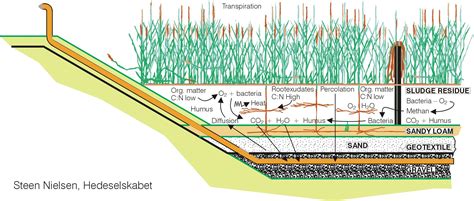 constructed wetlands diagram - Google Search | Wastewater treatment, Rain garden, Wetland