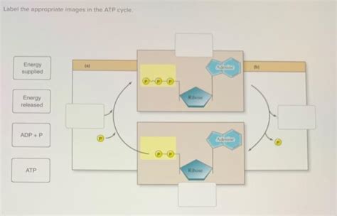 Solved Label the appropriate images in the ATP cycle. | Chegg.com