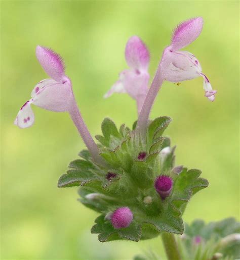 Lamium amplexicaule (Lamiaceae) image 8630 at