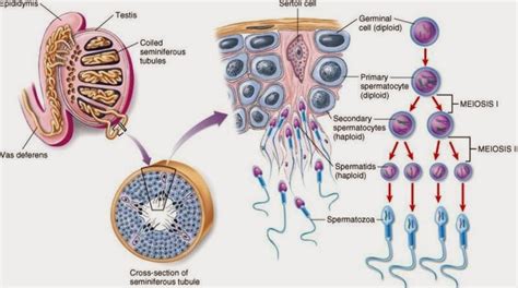 BIOLOGI GONZAGA: SIMPLE SPERMATOGENESIS