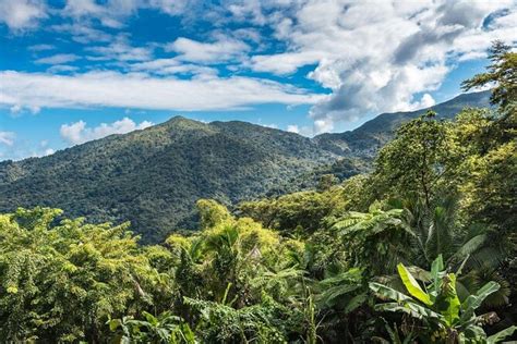 Half Day Rainforest Tour | ubicaciondepersonas.cdmx.gob.mx