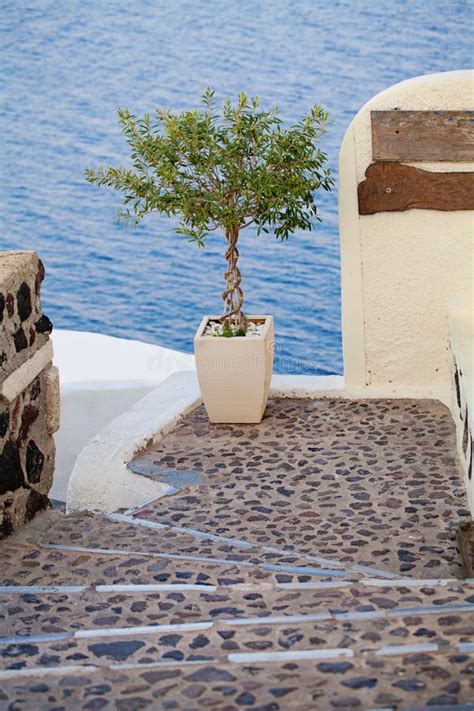 Olive Tree, Santorini, Greece Stock Photo - Image of santorini, vacation: 574716