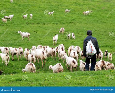 Goatherd image stock. Image du groupe, horizontal, fermier - 25195053