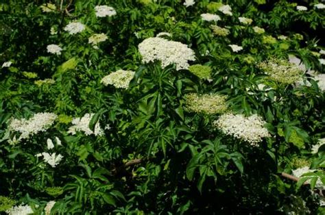 Sambucus Nigra 'Guincho Purple' | Hovenier.nl