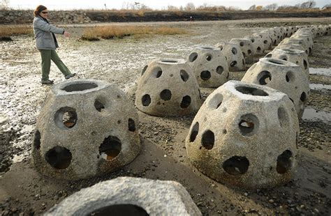 Creating a ‘living shoreline’ with Reef Balls