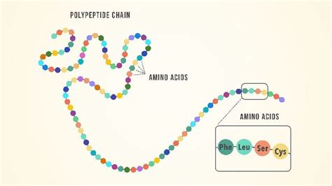 Essential Amino Acids: Chart, Abbreviations and Structure | Technology ...