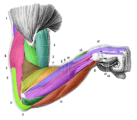 167 best images about Anatomy - Hand and Arm on Pinterest | Hand reference, Muscle and How to draw