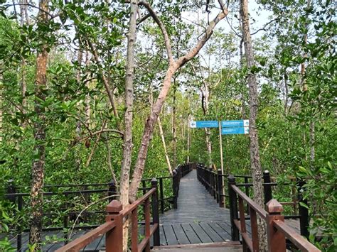 Tanjung Piai National Park a crowd-puller | The Star