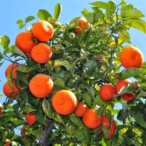 Orange Fruit and Its Origins | Information about crops