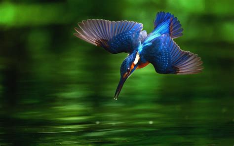 Kingfisher Bird Wallpapers - Top Free Kingfisher Bird Backgrounds - WallpaperAccess