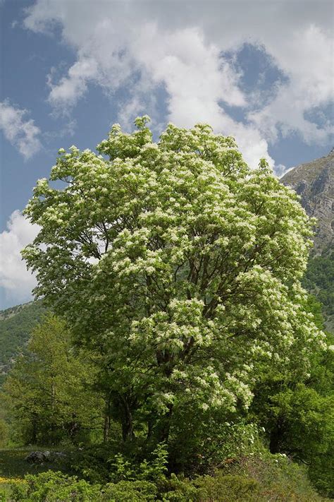 Manna Ash (fraxinus Ornus) Tree In Flower Photograph by Bob Gibbons/science Photo Library - Fine ...