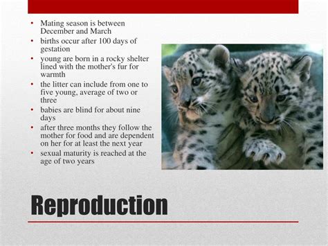 PPT - Snow Leopard PowerPoint Presentation, free download - ID:2192242