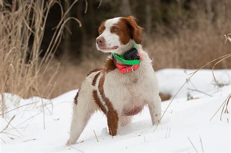 Are Brittany Spaniels Smart Dogs