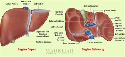 Gambar Hati Manusia Dan Fungsinya ~ galeri gambar hade