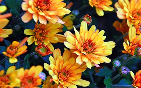 Chrysanthemums oranges Autumn Flowers 4к Ultra Hd Wallpapers For ...