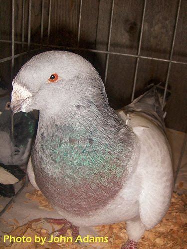 American Giant Homer Pigeon Pictures ~ ENCYCLOPEDIA OF PIGEON BREEDS