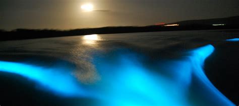 Illumination at the Glistening Waters in Jamaica's Luminous Lagoon ...