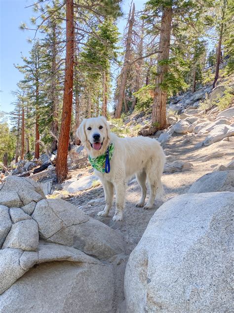 Pet Friendly Activities with your dog in Mammoth Lakes, CA – Dont Stop Retrieving Mammoth ...