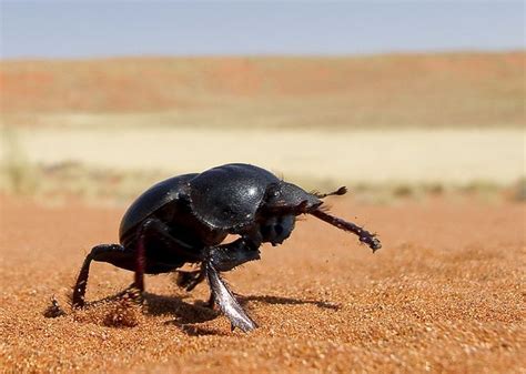 Namibian desert dung beetle 2 | Beetle, Namibian, Deserts