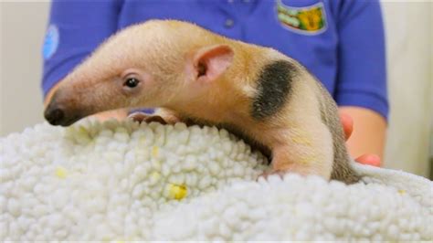 Meet Our Baby Tamandua - YouTube