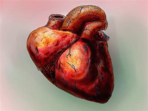 Researchers to trial stem cell heart patches for damage repair