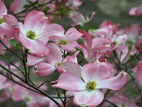 Plant of the Week: Pink Flowering Dogwood - Grimm's Gardens