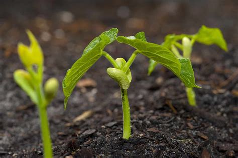 Bean Seed Starting Tips