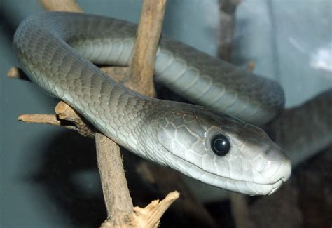 Black and Green Mamba Snake - Hluhluwe Game Reserve