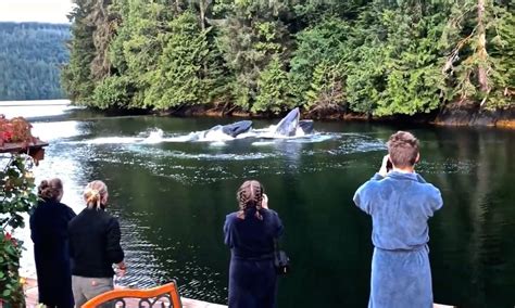 Great Bear Lodge guests join whales for breakfast in rare sighting | For The Win