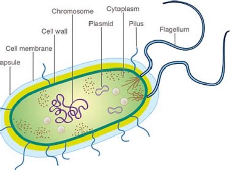 Eubacteria - Classification Project | Eubacteria, Cell wall, Organelles