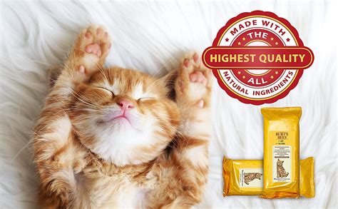 Best Cat Allergy Treatments: 8 Products to Help if Your S.O. Has a Pet