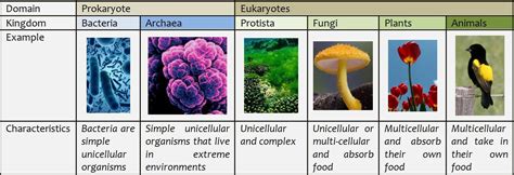 6 Kingdoms of Life - HWT HWT | Prokaryotes, Life, Animals matter