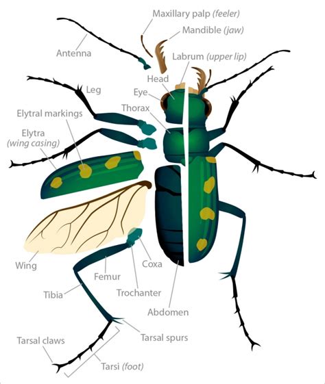 Tiger Beetle Anatomy | Deviche Designs