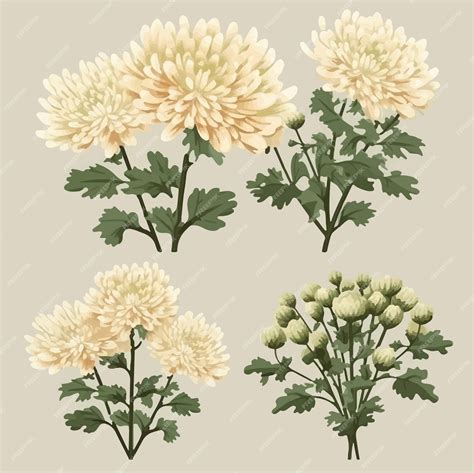 Premium Vector | Chrysanthemum flower illustration in a vase