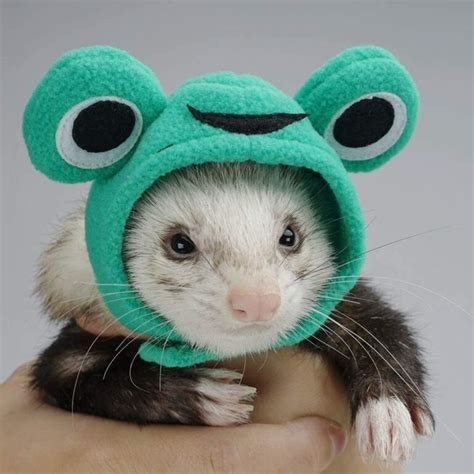 halloween ferret costume hats - Ferret Lovers