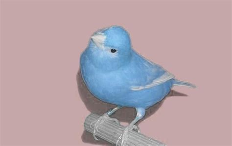 Atlantic Canary | Birds Wiki | Fandom | Canary birds, Pet birds, Bird