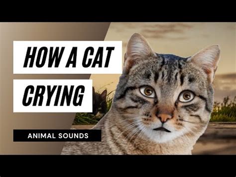 The Animal Sounds: Cat's Cry / Sound Effect / Animation - YouTube