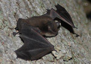 Little Brown Myotis | Sierra Club BC