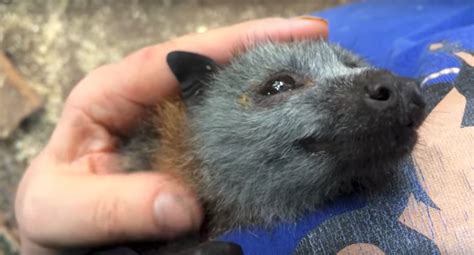 This little baby bat loves being scratched so much he just can't stop squeaking for joy - AOL ...