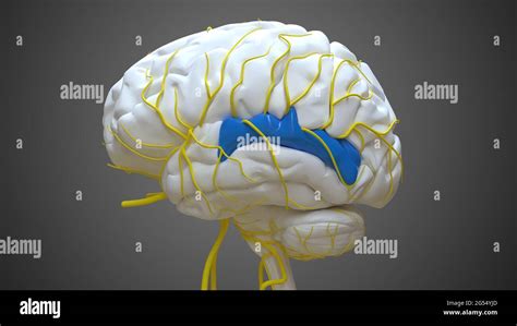 Brain Posterior part of right superior temporal gyrus Anatomy For Medical Concept 3D ...