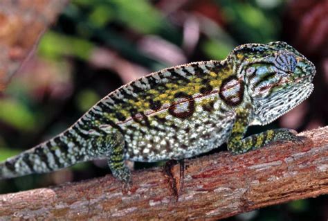 6. Carpet Chameleon (Habitat - Madagascar) | Types of chameleons, Reptiles pet, Chameleon