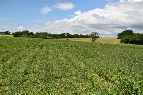 Arable crops © N Chadwick :: Geograph Britain and Ireland