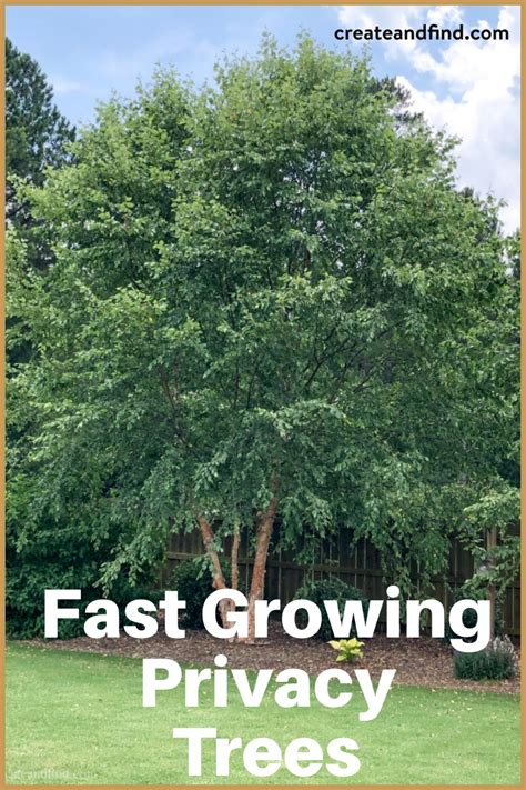 Fast growing privacy trees – Artofit