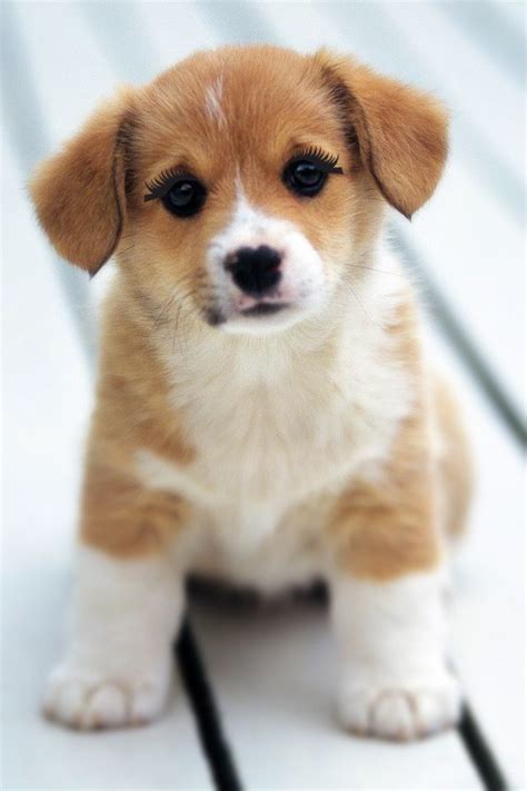 Look at that little puppy | Cute puppy wallpaper, Cute dogs, Cute little puppies