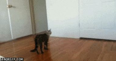 Standing Up Cat GIF by Cheezburger - Find & Share on GIPHY