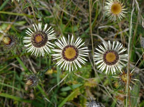 Carline Thistle - Carlina vulgaris - Phoenix Amenity