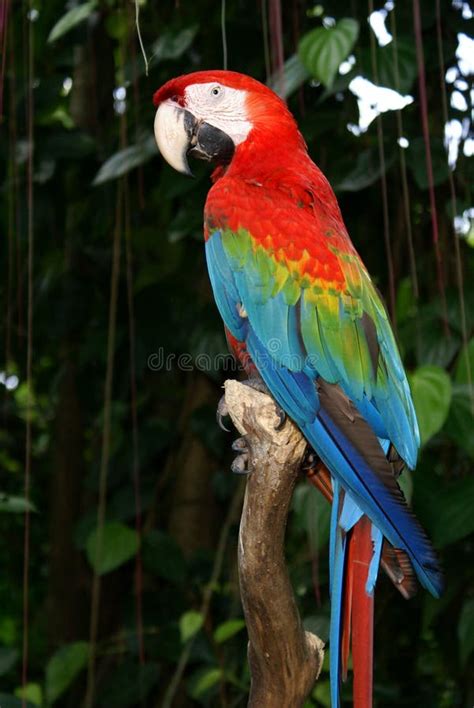 Colourful macaw bird stock photo. Image of macaw, colorful - 1691186