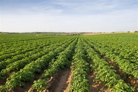 Potato field on a sunset stock image. Image of rural - 14939061